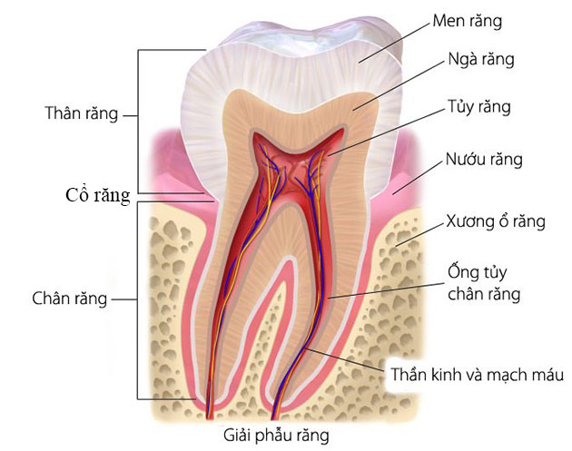 Cấu tạo của răng